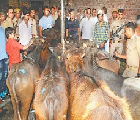 avaidh kamelon par police ka chhapa