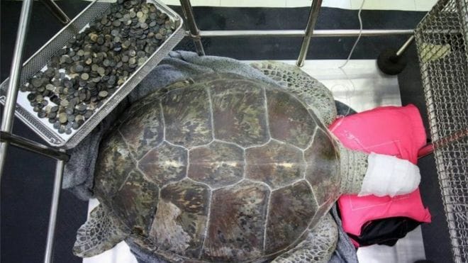 900 coins swallowed by a turtle