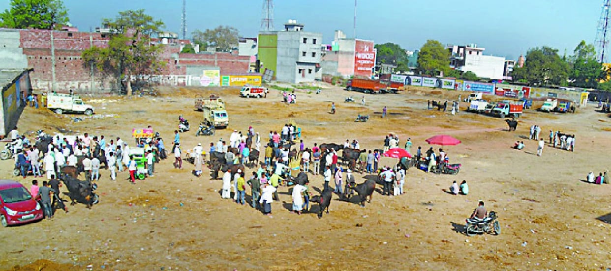 Yogiraj's showing effect, animals disappeared even after abattoirs 