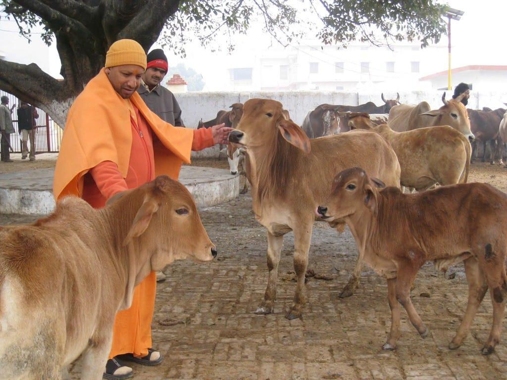 CM fed biskuit to cows