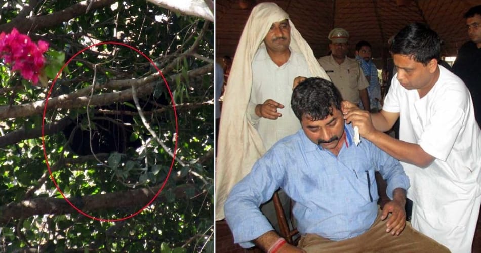 bees attack on baba ramdev friend acharya balkrishna and team members at herbal park morni