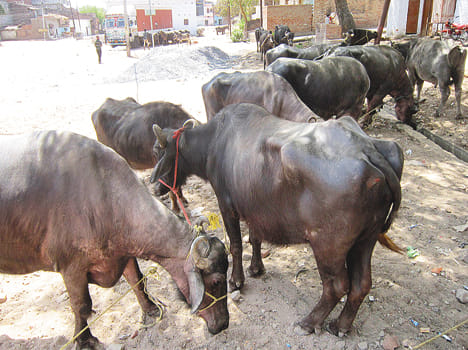 26 Cattle Fleas in the Container