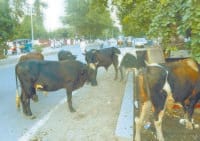jind,  city,  bulls, road,  harayana