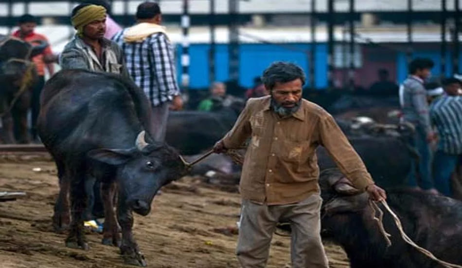 crisis on meet and leather industry