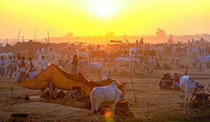 डेमो