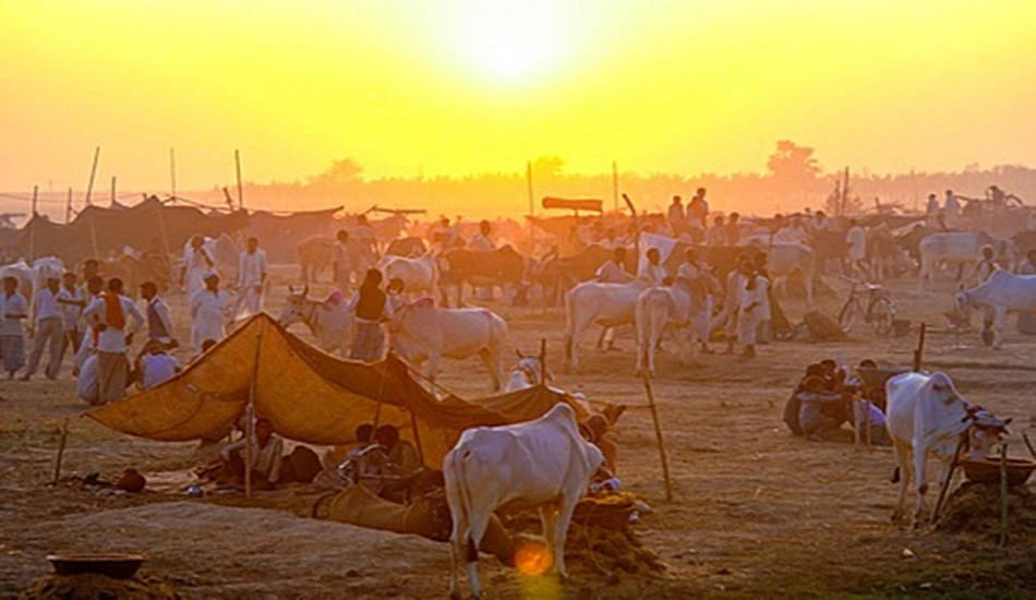 butcher buying buffalo on high bid 