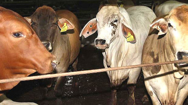 padrauna: stone pelting on up police who reached to stop slaughter house