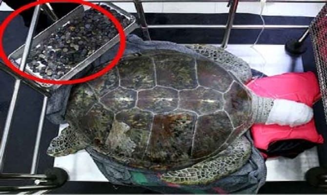 900 coins swallowed by a turtle