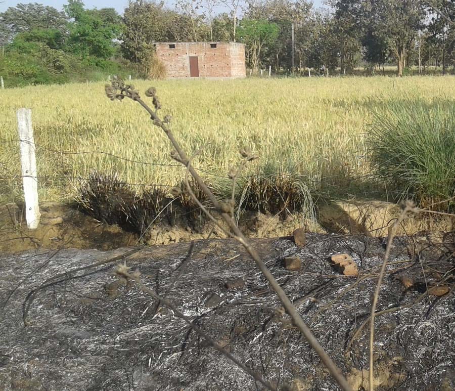 The wheat crop from spark 