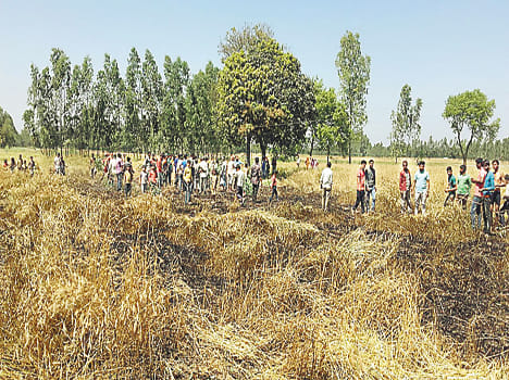 Seven bigha wheat crop burnt by fire