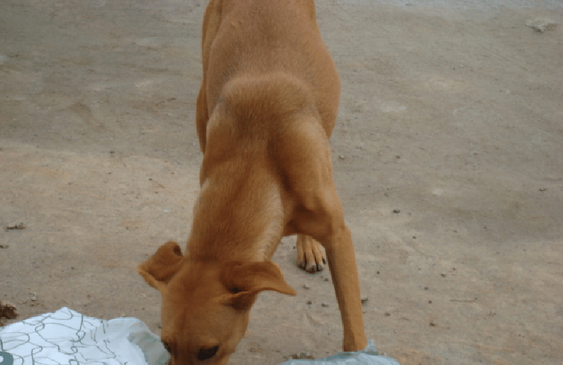 Dogs eat up patient in Madhya Pradesh government hospital