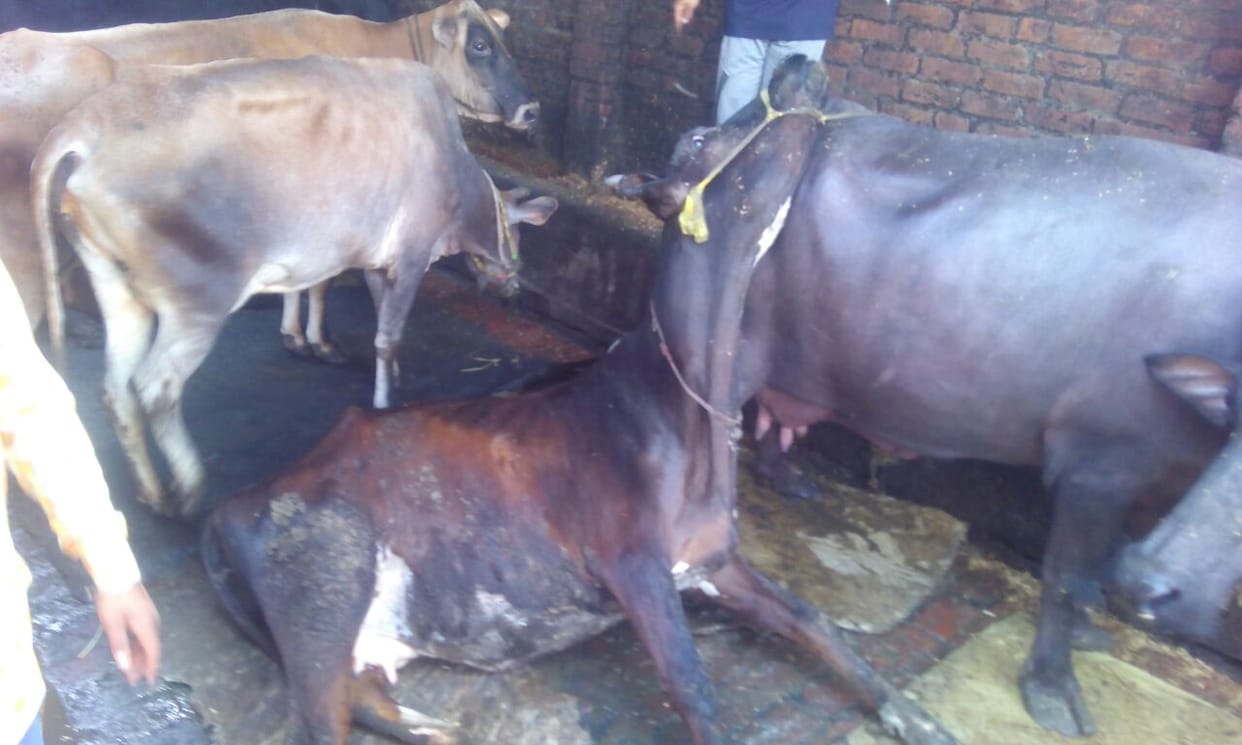 Gokshi released in the area of sangeet som, govansh head, communal tension, got locked in the sack