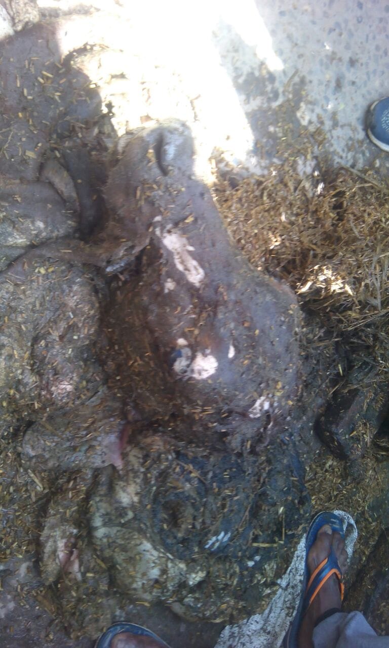 Gokshi released in the area of sangeet som, govansh head, communal tension, got locked in the sack