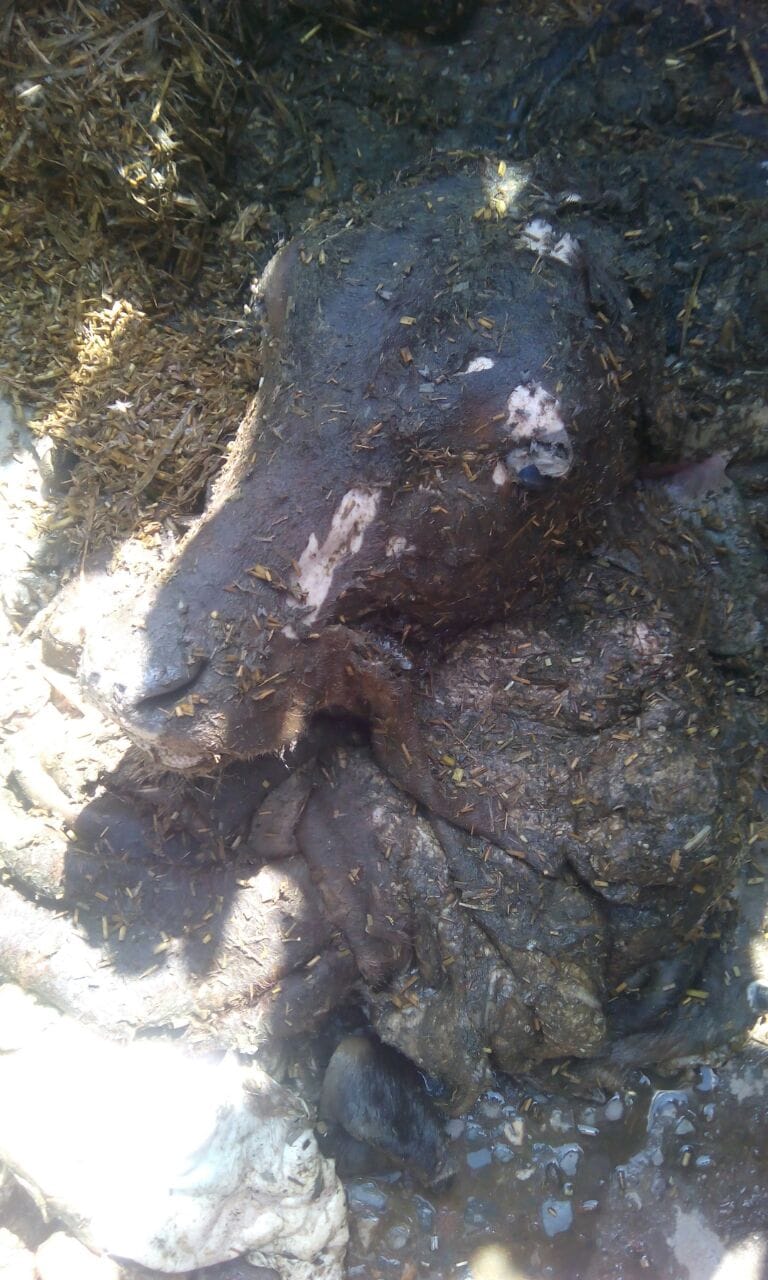 Gokshi released in the area of sangeet som, govansh head, communal tension, got locked in the sack