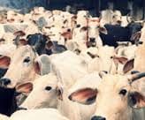 Permission of packaging of chicken and goat meat, cattle slaughter, slaughter house seal