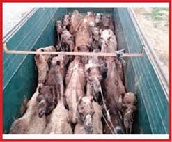 Permission of packaging of chicken and goat meat, cattle slaughter, slaughter house seal