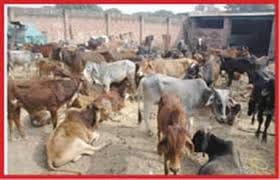 Permission of packaging of chicken and goat meat, cattle slaughter, slaughter house seal