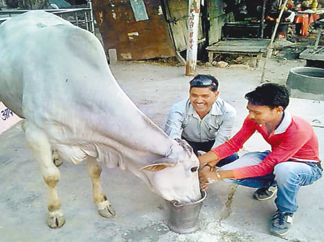  akhilesh gives new life to cows
