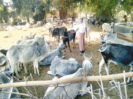 Gaushala bani 'Abattoir' and hunger 'butcher'