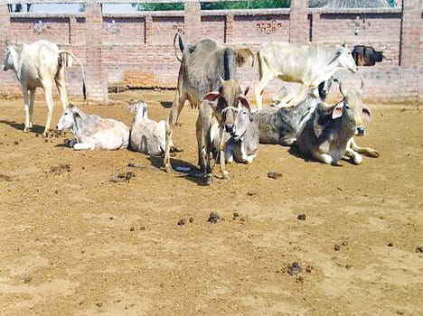 Giving fodder for the cows dung