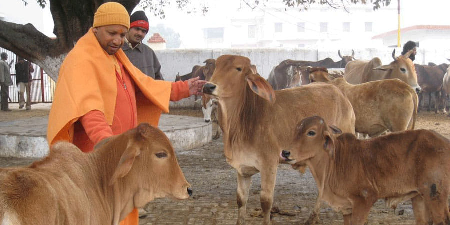 up cm yogi adityanath's first choice is sahiwal and geer breed cow