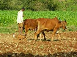 fertilizer