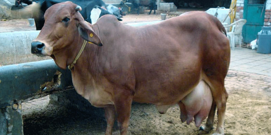 Gosarkar absconding by taking two cows on fire