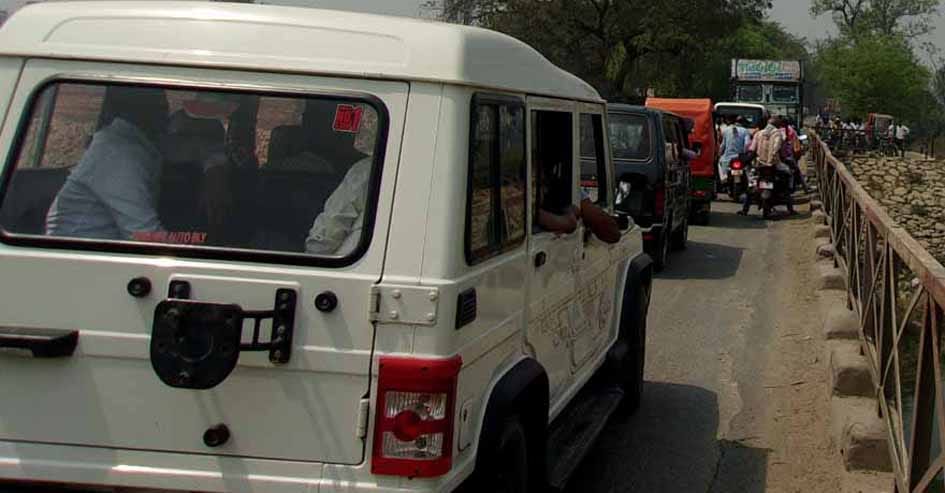 Tiger made a calf, Nivala, found dead on the road