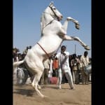 घोड़ों पर लगी पाबंदी। 