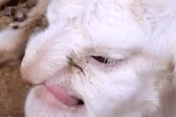 lamb in Russia born with human Like face.