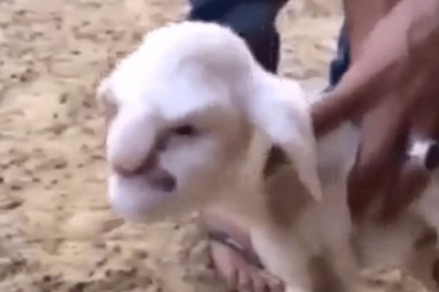lamb in Russia born with human Like face.