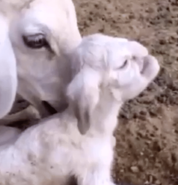 lamb in Russia born with human Like face.