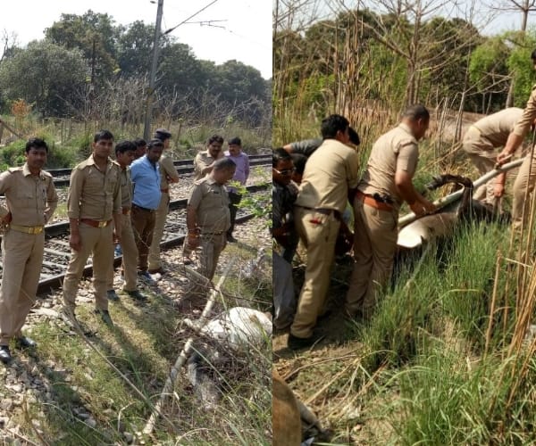  animals died in a train accident in kakori in Lucknow.