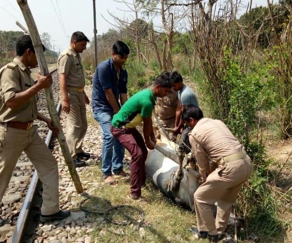  animals died in a train accident in kakori in Lucknow.
