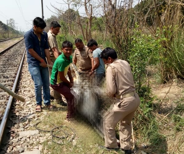  animals died in a train accident in kakori in Lucknow.