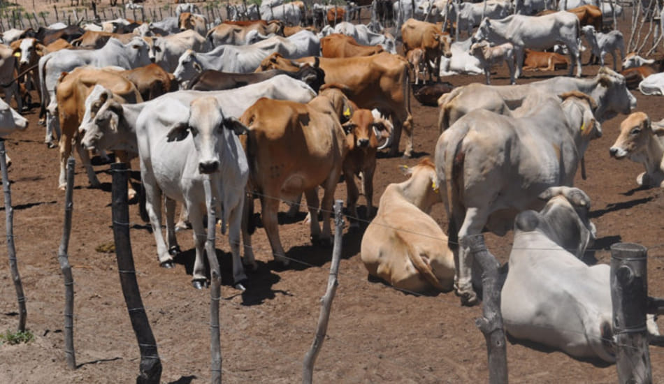17 cows died in 26 days here