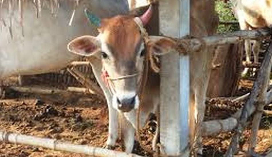 cow selt changed into slaughterhouse