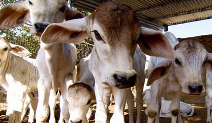 cow selt changed into slaughterhouse