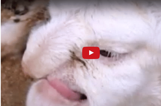 lamb in Russia born with human Like face.