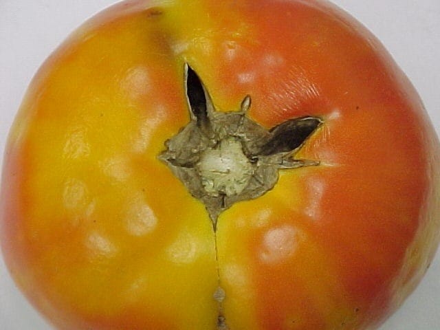 Man finds strawberry inside tomato