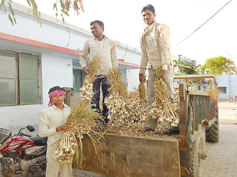 Garlic stolen from the farm recovered