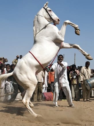 animal husbandiry rajasthan ban the use of horse in two district