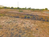 jind,  anaj mandi, crop, no facility,  harayana