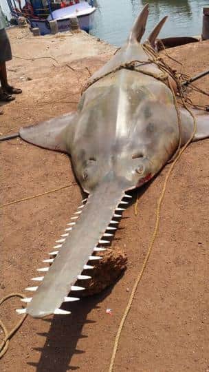Rare 700-kg sawfish chokes to death off Maharashtra beach