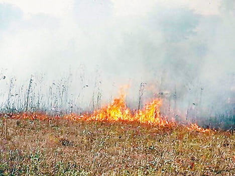 13 Bigha Barley and Arhar Crop Burns By Fire