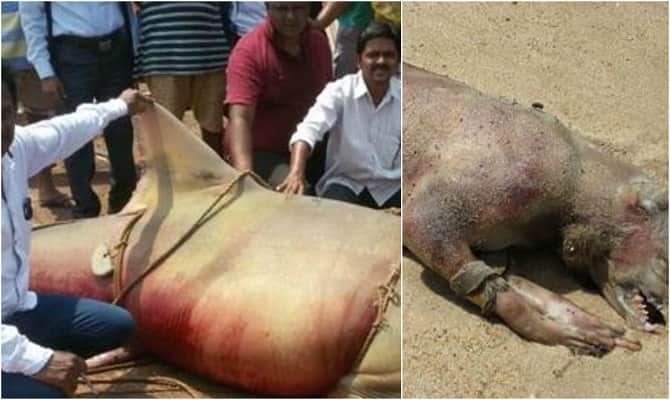 Rare 700-kg sawfish chokes to death off Maharashtra beach