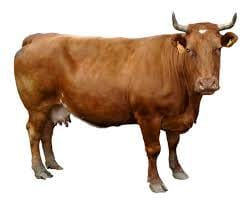 cow house lalitpur