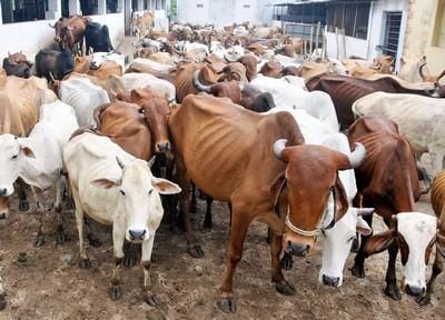 in jhalawar district administration start a scheme for stray cows