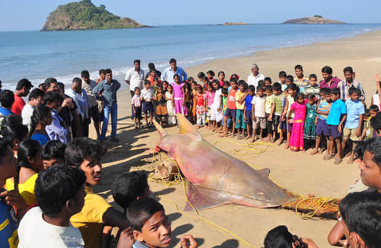 Rare 700-kg sawfish chokes to death off Maharashtra beach