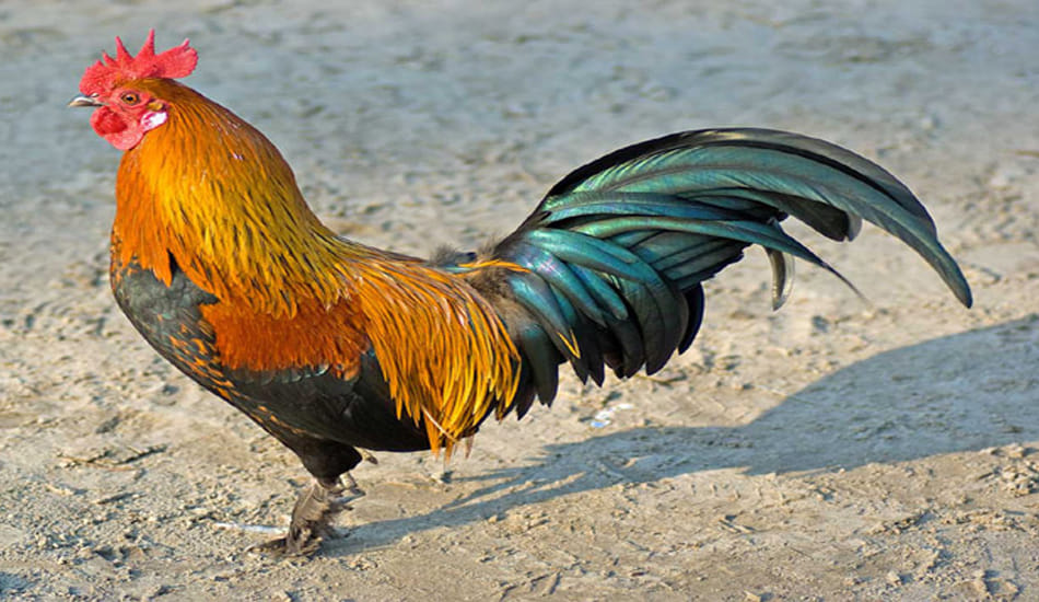 victims bail in uproar on cutting cock